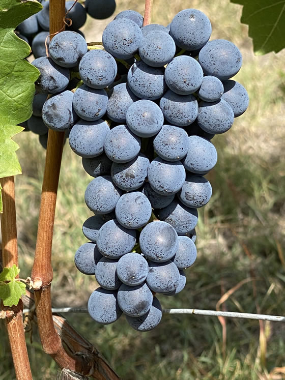 Weitere Ertne des Barbera